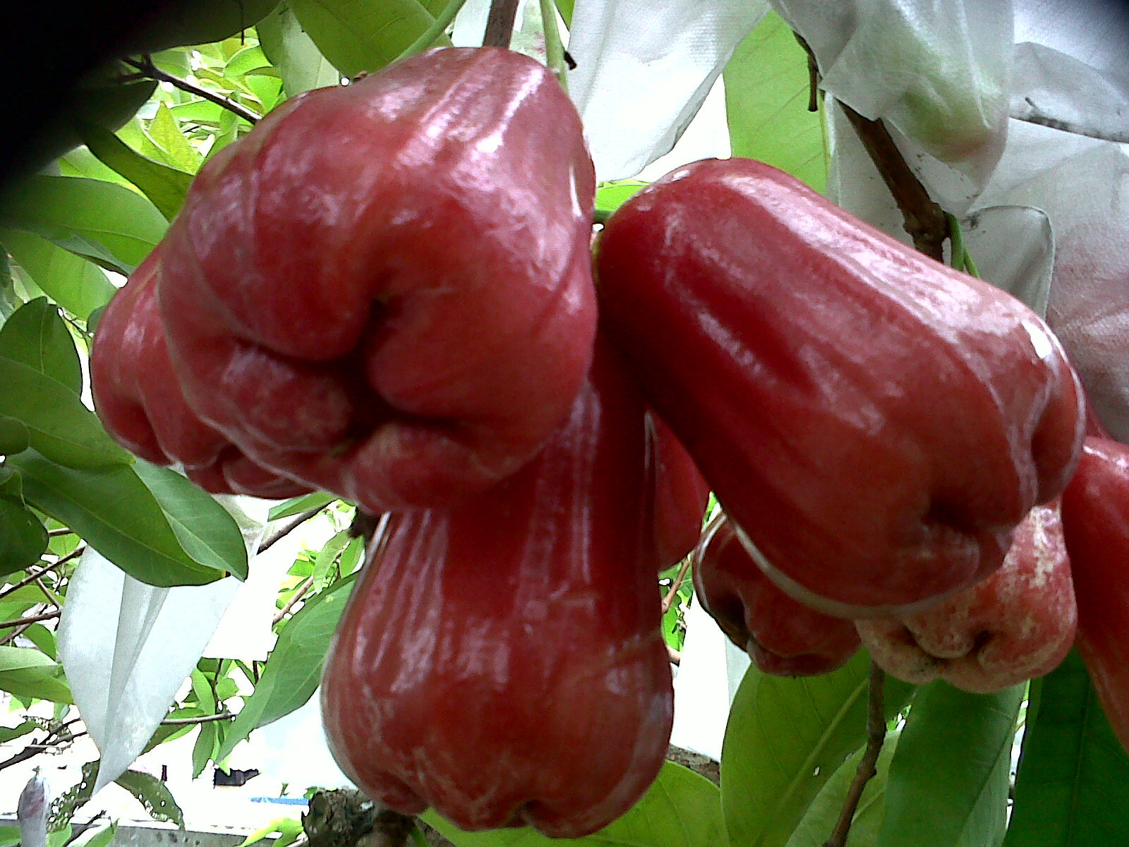 Jambu Air Local Fruits Johor Bahru JB Malaysia Supply, Supplier