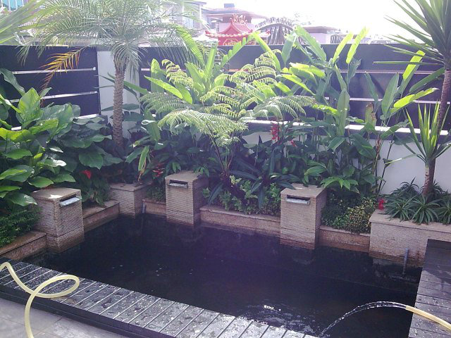Low water falls with planter box koi pond design and build for Koi pond johor bahru
