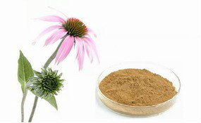 Echinacea Extract