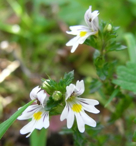 Eyebright Extract