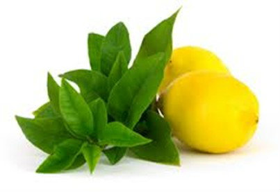 Lemon Verbena Extract