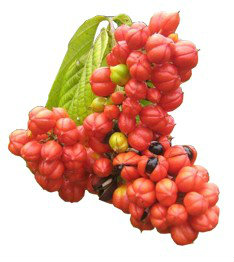 Guarana Extract