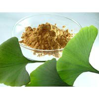 Ginkgo Biloba Extract  