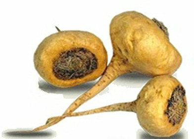 Maca Extract 