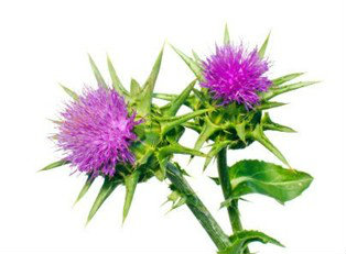 Milk Thistle Extract