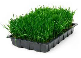 wheatgrass