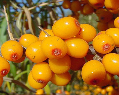 sea buckthorn