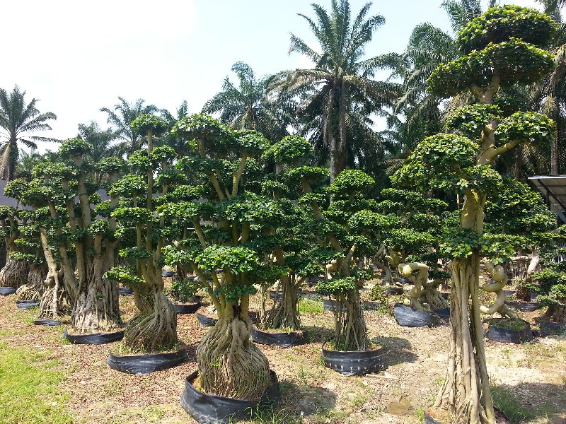 new arrival bonsai new arrival bonsai