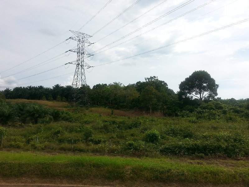 simpang rengam nusery to develop... simpang rengam nusery to develop...