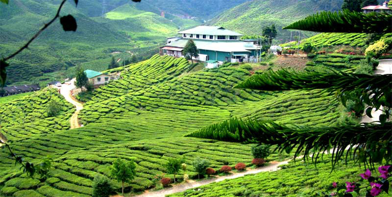 Cameron Highland Town