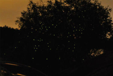 Fireflies Tour in Kuala Selangor