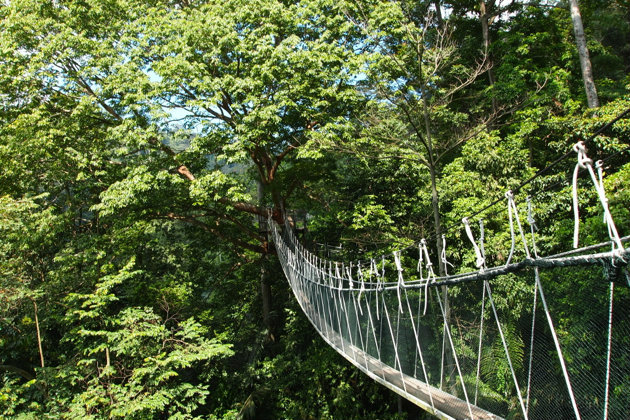 FRIM Canopy Walk Tour