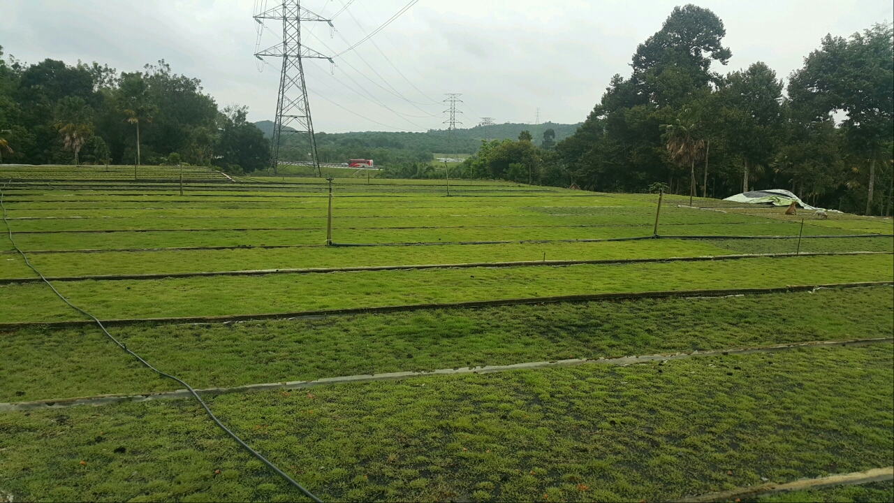 our carpet grass nursery our carpet grass nursery