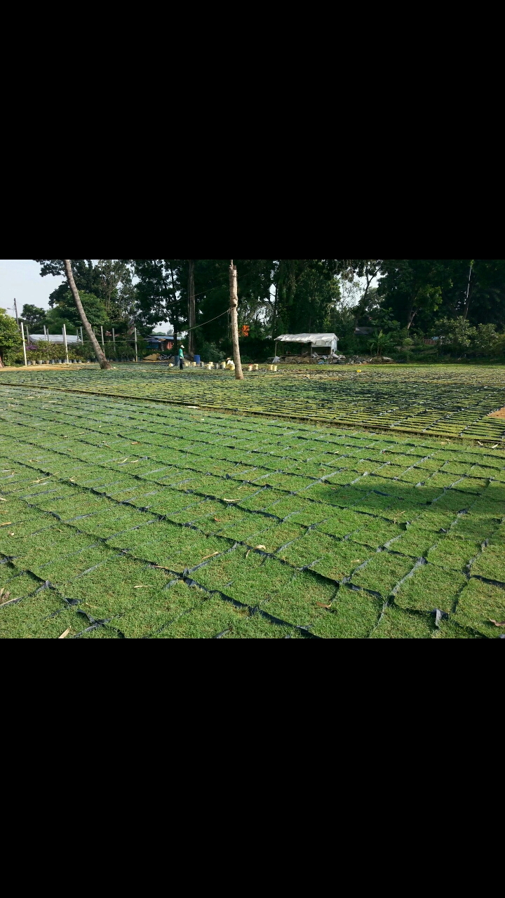 carpet grass nersery carpet grass nersery