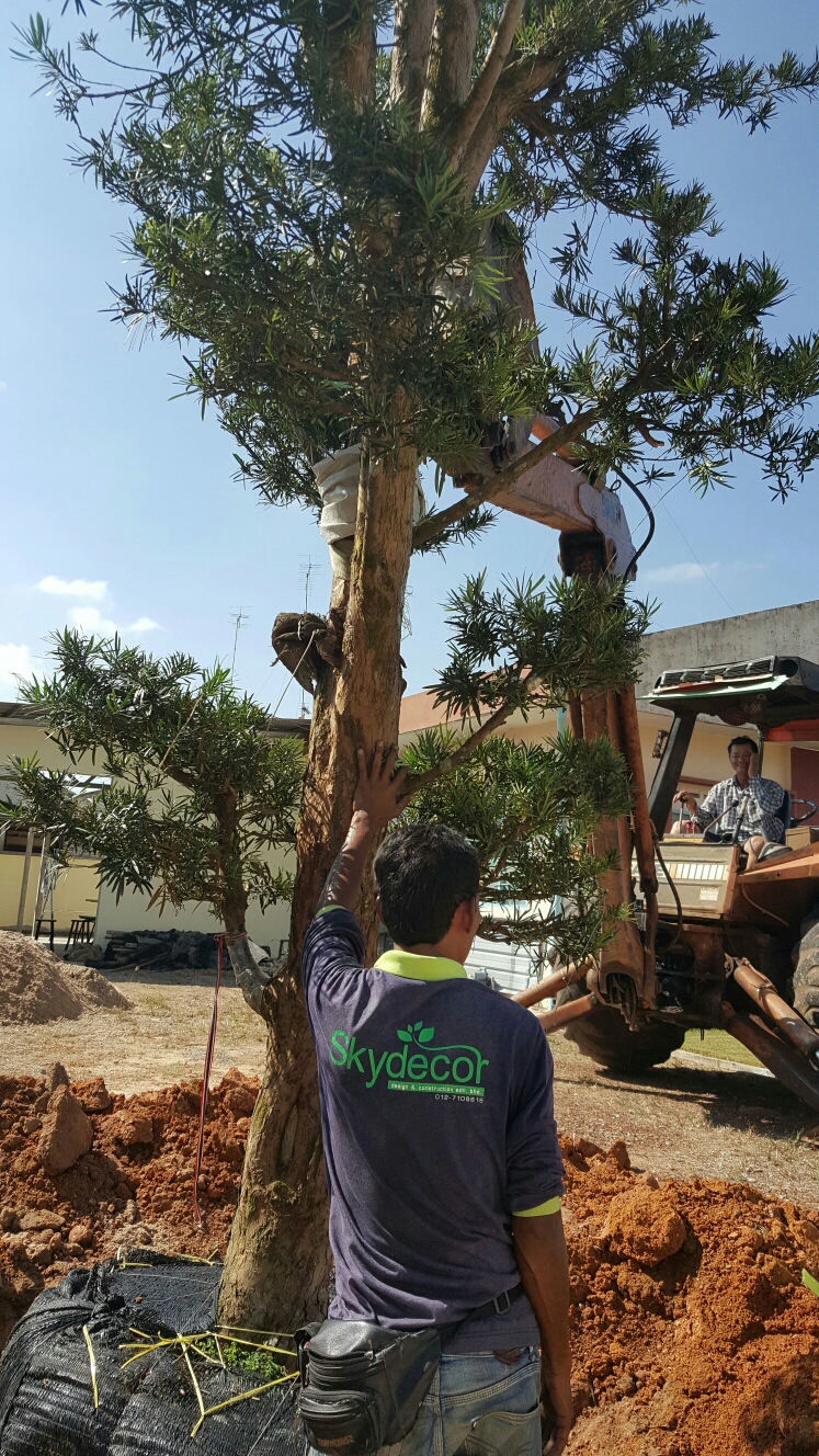 bonsai planted works15 bonsai planted works15