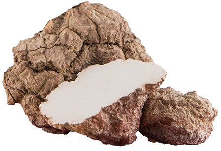 Tiger Milk Mushroom