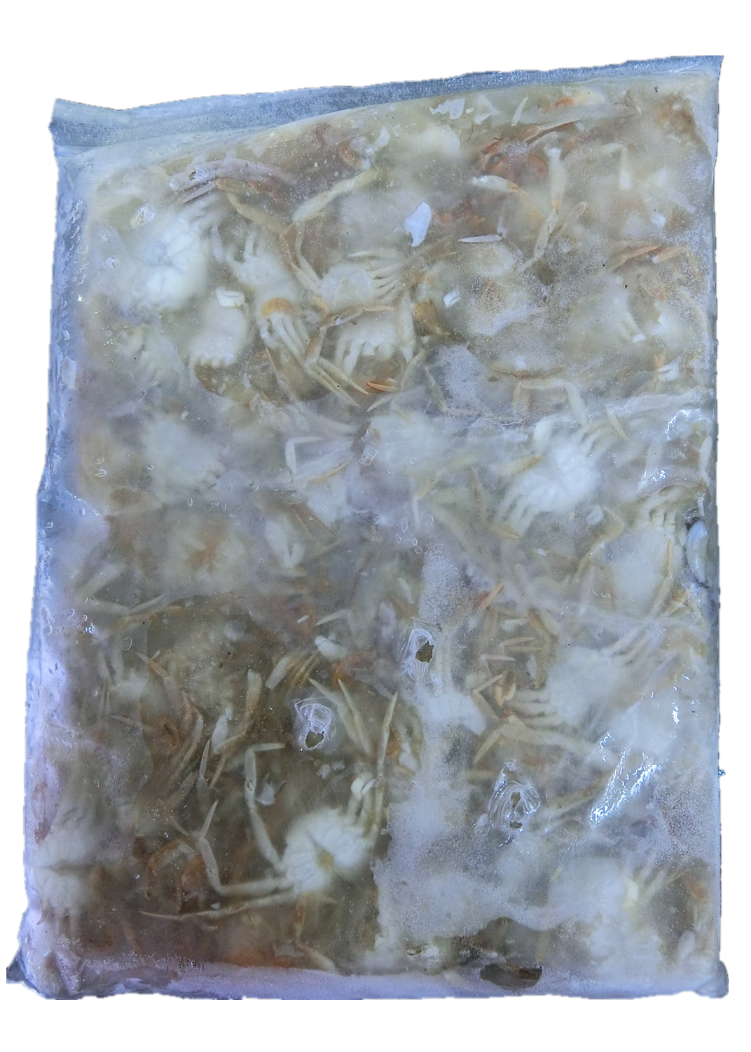 BABY CRAB