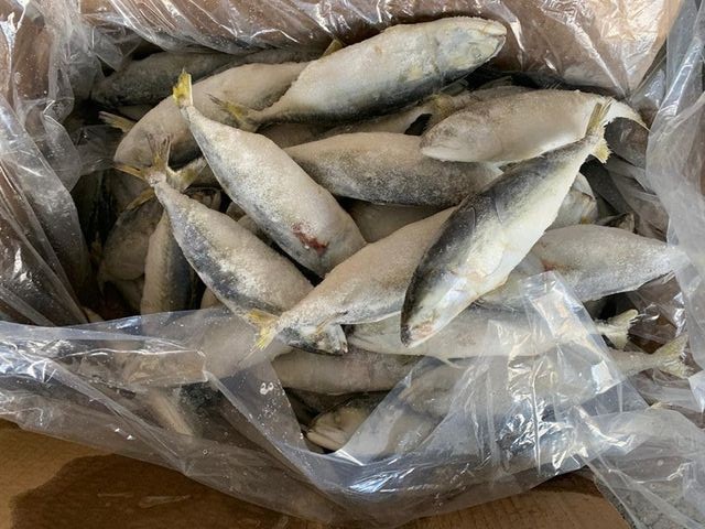 Kembung Fish ʰ 6/8