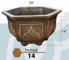 Bonsai 14