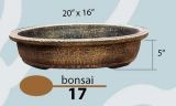 Bonsai 17