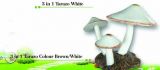 3 in 1 Tarazo White