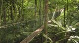 A Jungle Adventure of the forest research institute of Malaysia