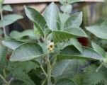 Ashwagandha Extract 