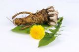 Dandelion Extract
