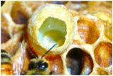 Royal Jelly