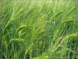barley grass