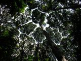 FRIM Canopy Walk Town
