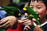 Nature KL Garden & Park Town