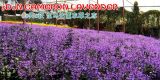 3D1N CAMERON LAVENDER