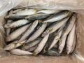 Pacific Mackerel6/8