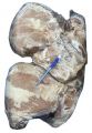 CARNIQUES  FROZEN PORK LEG 4D  BONELESS, RINDLESS  				
