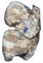  FROZEN PORK LEG 4D  BONELESS, RINDLESS  				