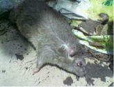 Bangkai-Bangkai Tikus Yang Telah Mati Memakan Racun