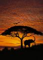 4-501_African_Sunset_prn