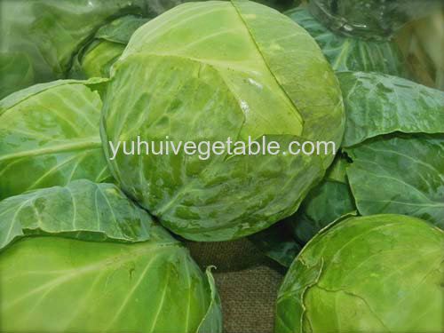Beijin Cabbage 