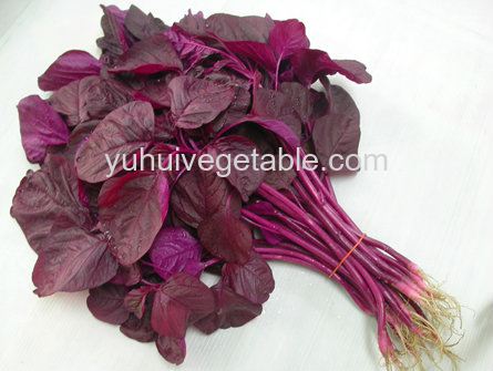 Spinach Purple / Bayam Ungu