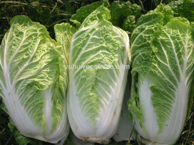 Cabbage Long