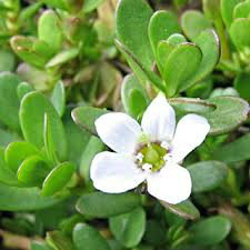 Bacopa Extract