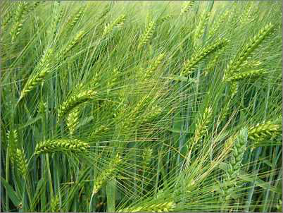 barley grass