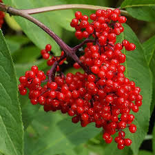 elderberry