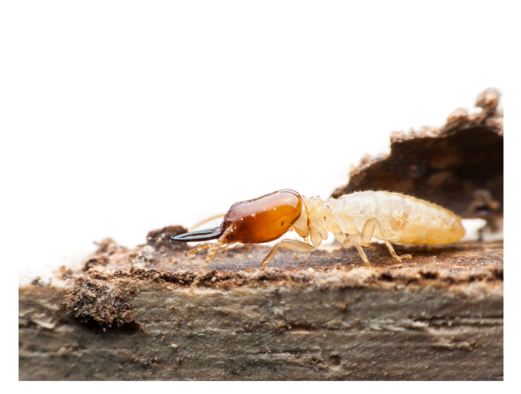 1st Advance Organic Termites Solution