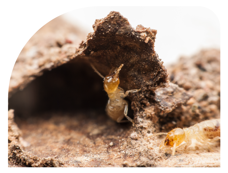 1st Advance Organic Termites Solution