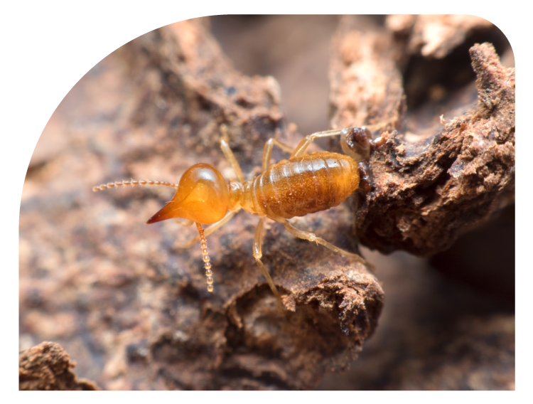 1st Advance Organic Termites Solution