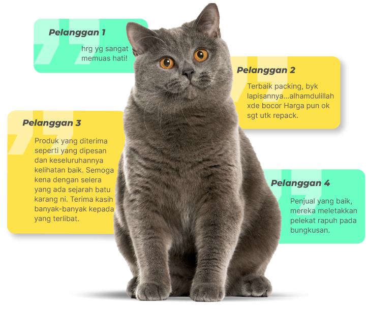 Neco Cat Kingdom