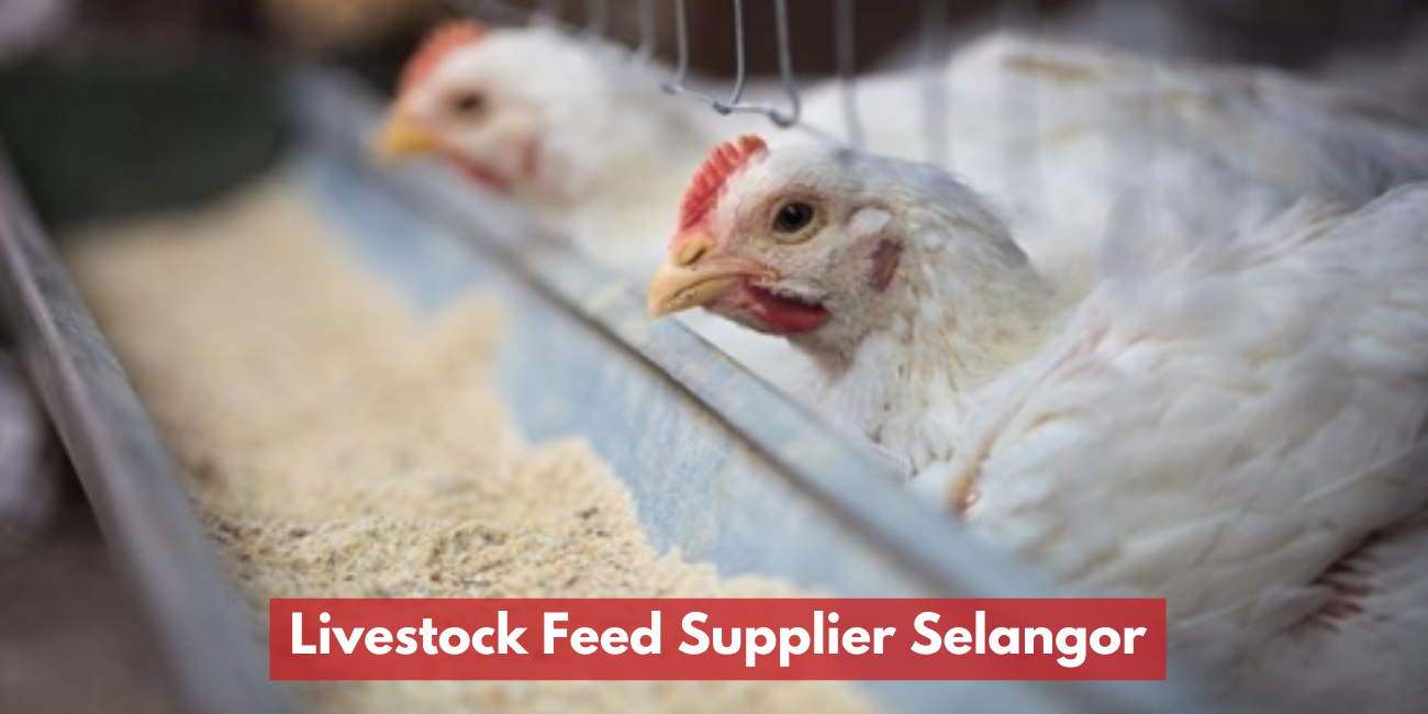 Animal Feed / Livestock Feed Supplier Selangor