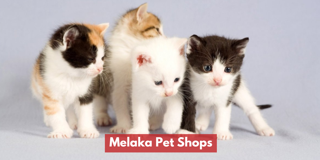 Melaka Pet Shops